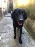 Negão 