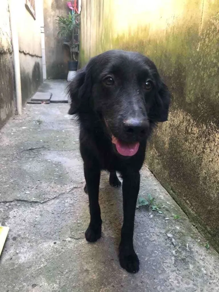 Cachorro ra a SRD idade 7 a 11 meses nome Negão 