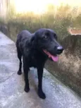 Negão 