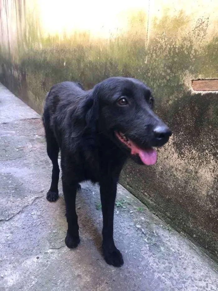 Cachorro ra a SRD idade 7 a 11 meses nome Negão 