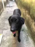 Negão 