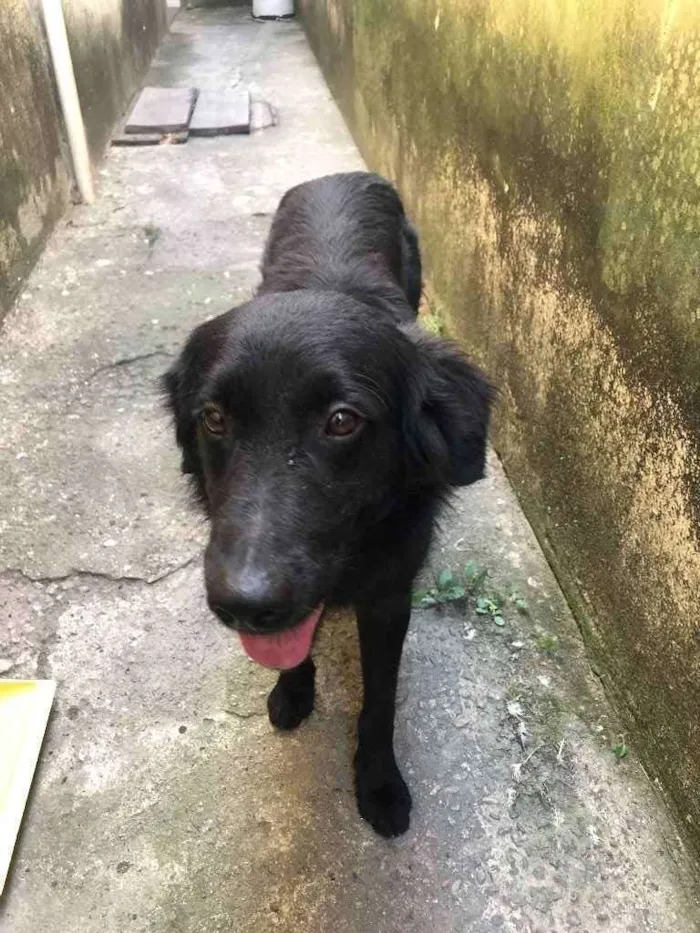 Cachorro ra a SRD idade 7 a 11 meses nome Negão 