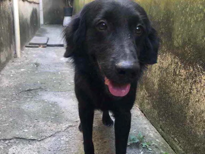 Cachorro ra a SRD idade 7 a 11 meses nome Negão 
