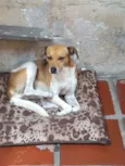 Pintado