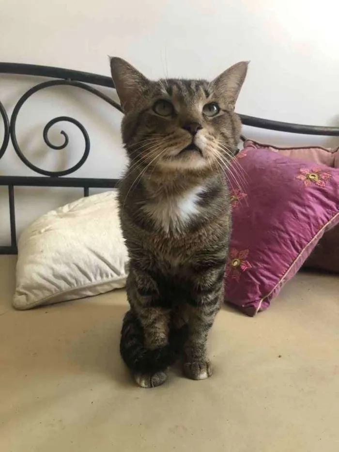 Gato ra a Srd idade 3 anos nome Óliver