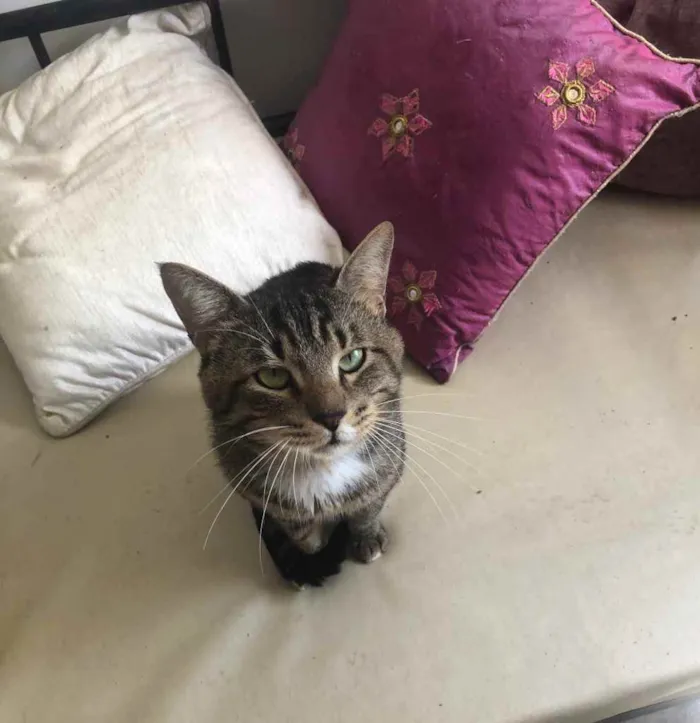 Gato ra a Srd idade 3 anos nome Óliver