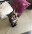 Óliver