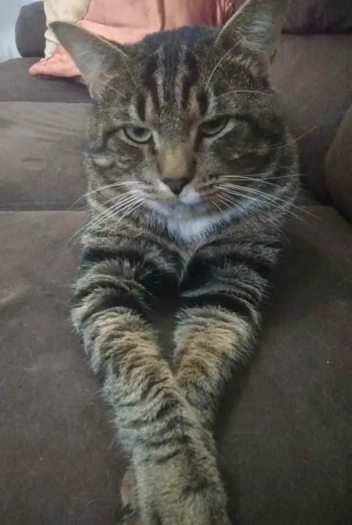 Gato ra a Srd idade 3 anos nome Óliver