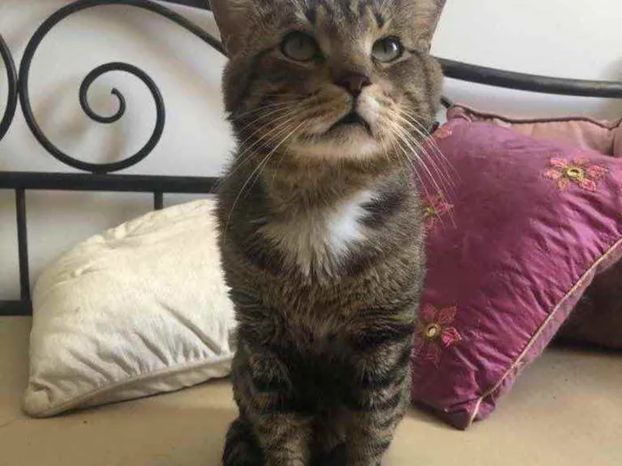 Gato ra a Srd idade 3 anos nome Óliver