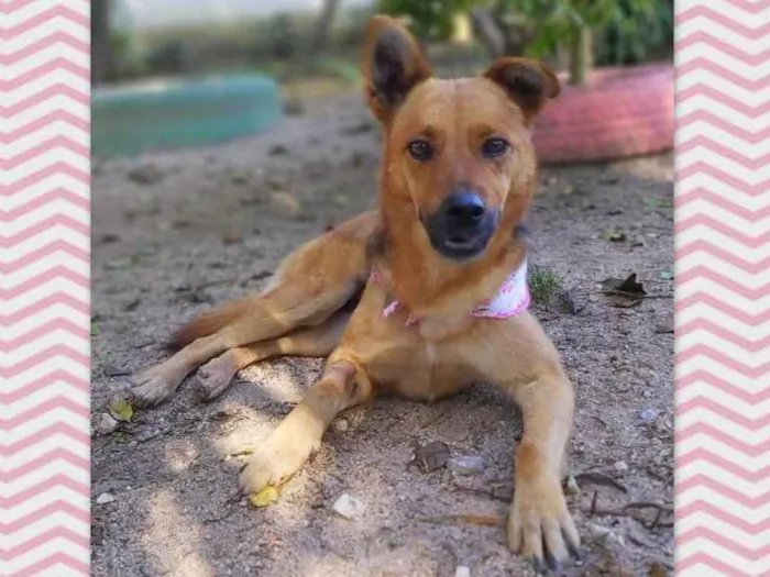 Cachorro ra a srd idade 2 anos nome Dama