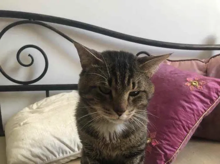 Gato ra a Srd idade 3 anos nome Óliver