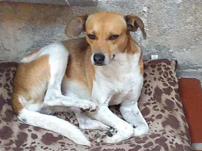 Cachorro ra a Srd idade 3 anos nome Pintado