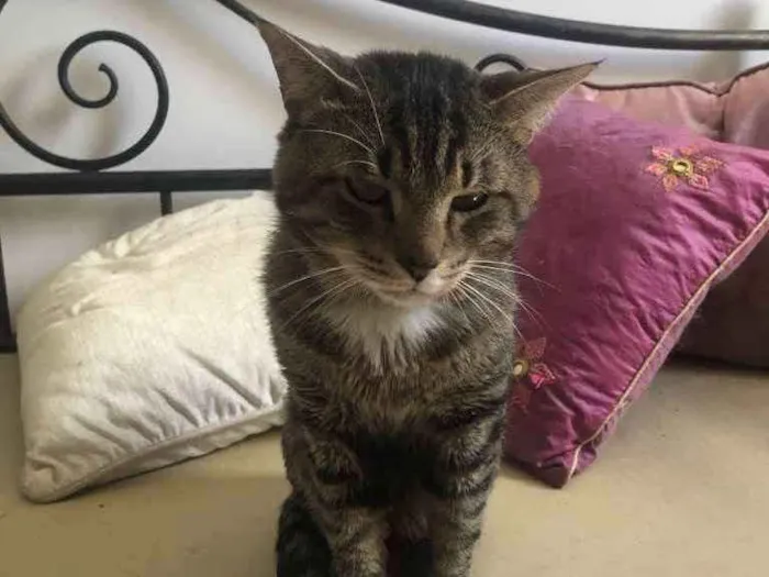 Gato ra a Srd idade 3 anos nome Óliver