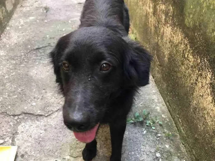 Cachorro ra a SRD idade 7 a 11 meses nome Negão 