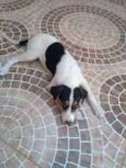 Belinha