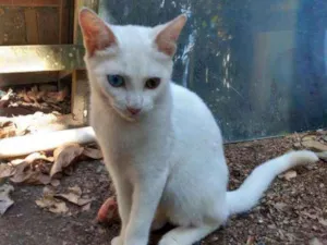 Gato raça SRD idade 2 a 6 meses nome Charlote