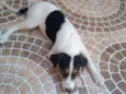 Belinha