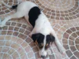 Belinha