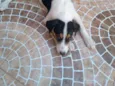 Belinha