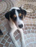 Belinha