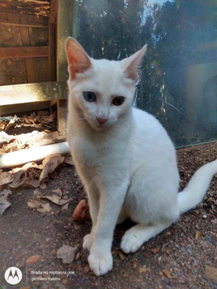 Gato ra a Srd idade 2 a 6 meses nome Julieta