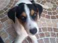 Belinha