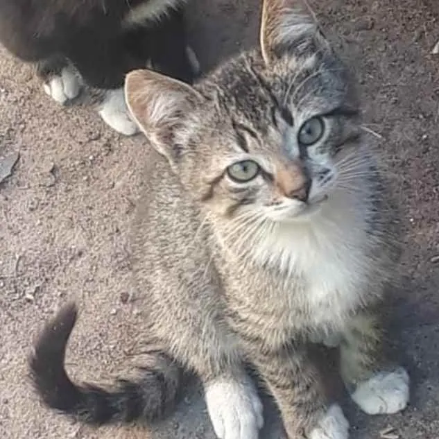 Gato ra a Srd idade 2 a 6 meses nome Maricota