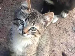 Gato raça Srd idade 2 a 6 meses nome Maricota