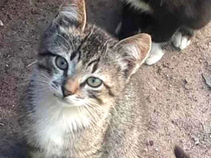 Gato ra a Srd idade 2 a 6 meses nome Maricota