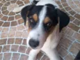 Belinha