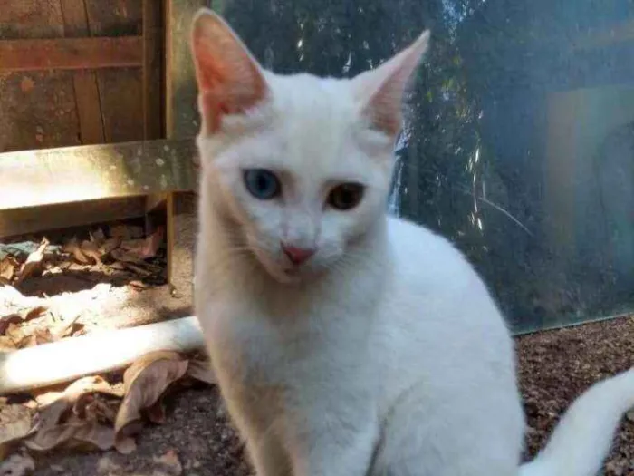 Gato ra a Srd idade 2 a 6 meses nome Julieta