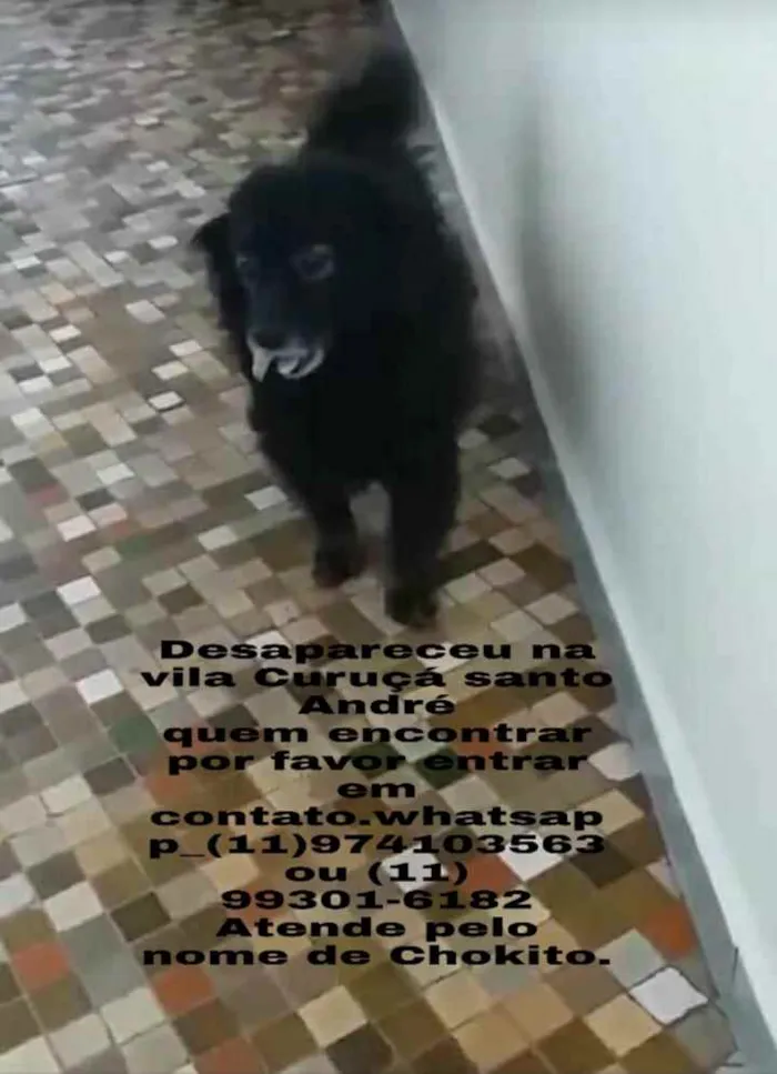 Cachorro ra a Vira  Lata sem Raça  idade 6 ou mais anos nome Chokito