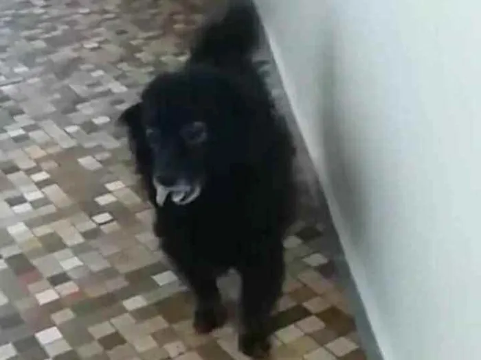 Cachorro ra a Vira  Lata sem Raça  idade 6 ou mais anos nome Chokito