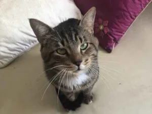 Gato raça Srd idade 3 anos nome Óliver 