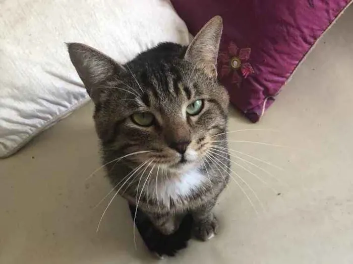 Gato ra a Srd idade 3 anos nome Óliver