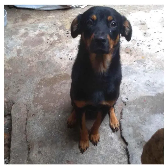 Cachorro ra a Mistura com rottweiler  idade 7 a 11 meses nome Princesa 