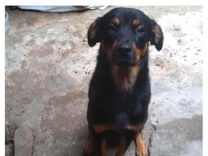 Cachorro ra a Mistura com rottweiler  idade 7 a 11 meses nome Princesa 