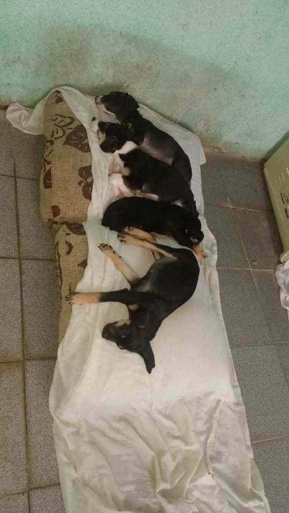 Cachorro ra a Mestiço idade 2 a 6 meses nome Não tem