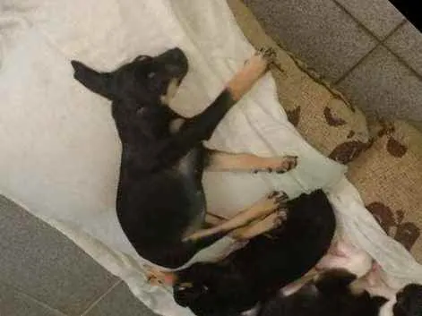 Cachorro ra a Mestiço idade 2 a 6 meses nome Não tem