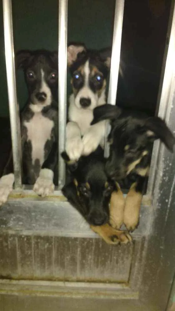 Cachorro ra a Mestiço idade 2 a 6 meses nome Não tem