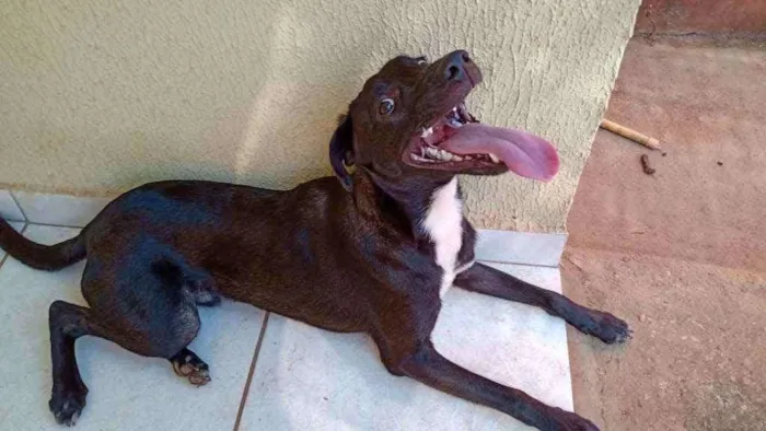 Cachorro ra a SRD idade 7 a 11 meses nome Enki