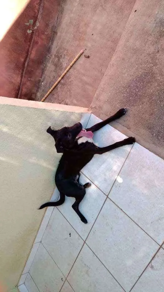 Cachorro ra a SRD idade 7 a 11 meses nome Enki