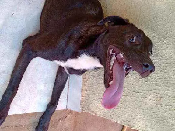 Cachorro ra a SRD idade 7 a 11 meses nome Enki