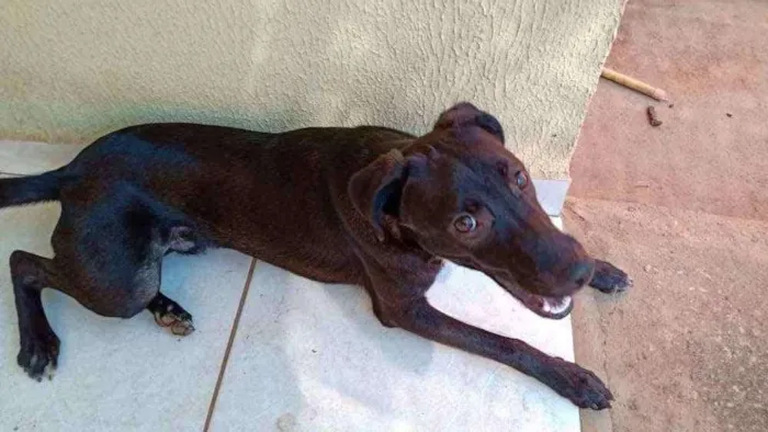 Cachorro ra a SRD idade 7 a 11 meses nome Enki