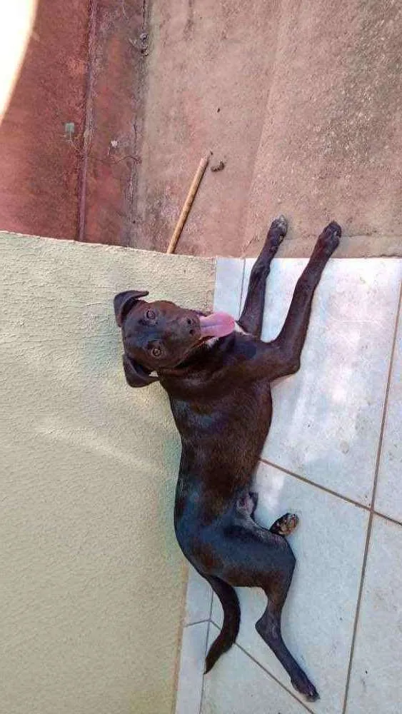 Cachorro ra a SRD idade 7 a 11 meses nome Enki