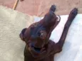 Enki
