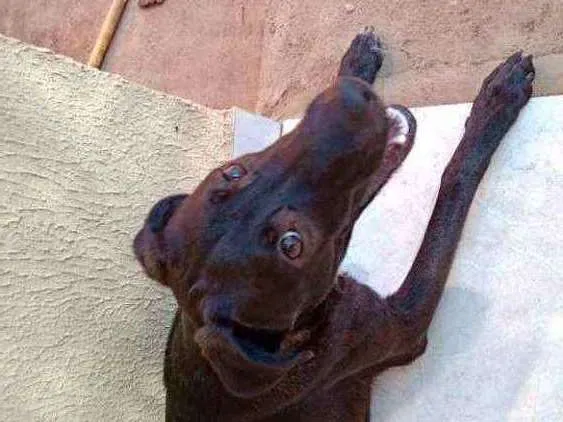 Cachorro ra a SRD idade 7 a 11 meses nome Enki