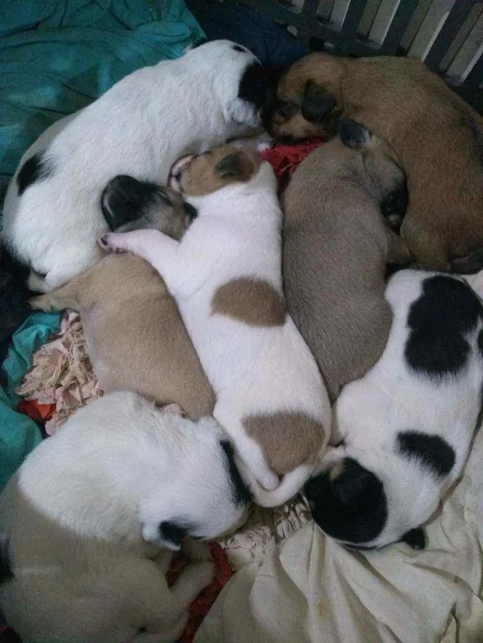 Cachorro ra a Vira lata idade Abaixo de 2 meses nome Sem nome ainda