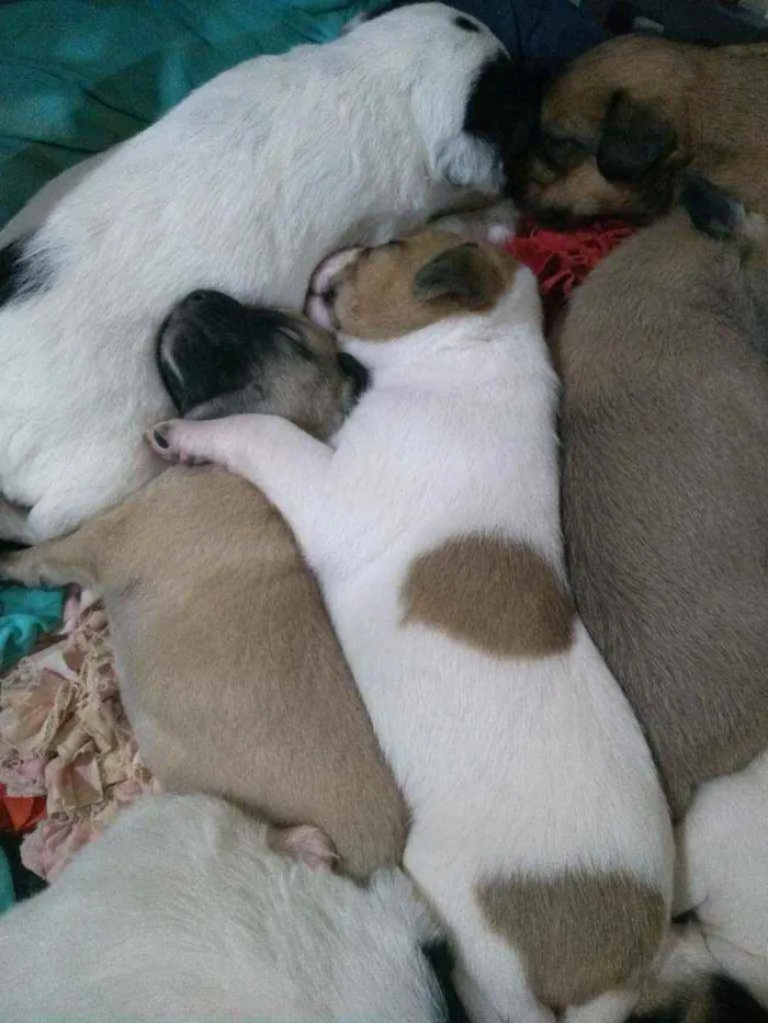 Cachorro ra a Vira lata idade Abaixo de 2 meses nome Sem nome ainda