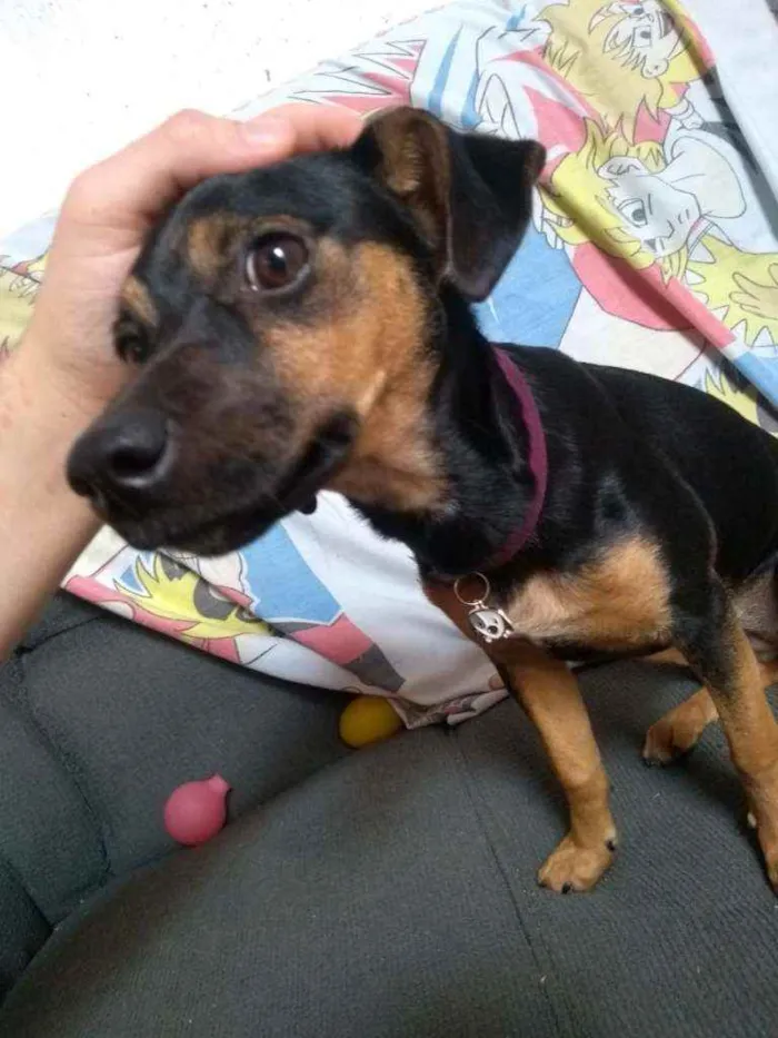 Cachorro ra a Vira Lata idade 7 a 11 meses nome Lessy